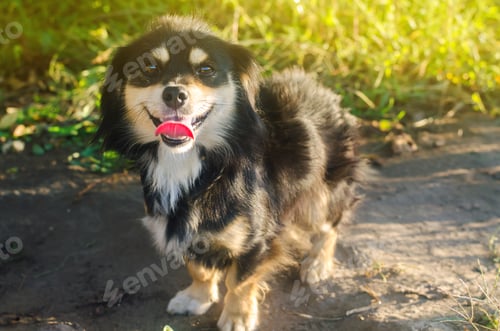 Preview: Happy black dog