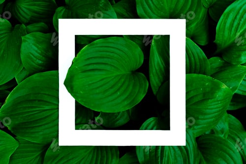 Preview: top view of exotic topical plants leafs flowers with white square frame on top mock up with copy spa