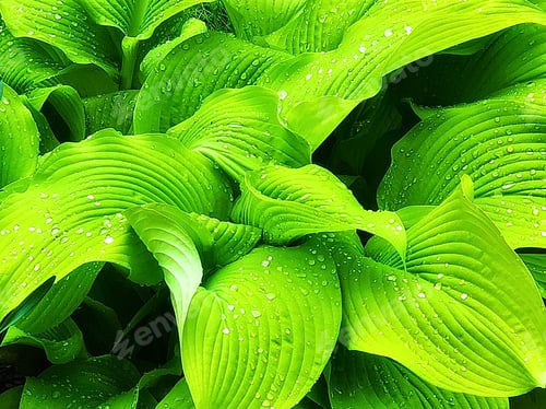 Preview: Vibrant green hostas with raindrops!