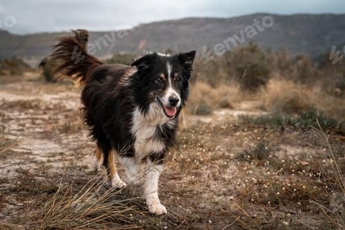 Preview: Happy Border Collie walking in an outdoor landscape with mountains in the background.