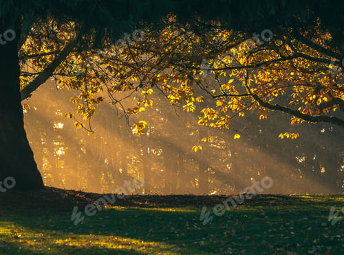 Preview: Light rays through trees in Autumn