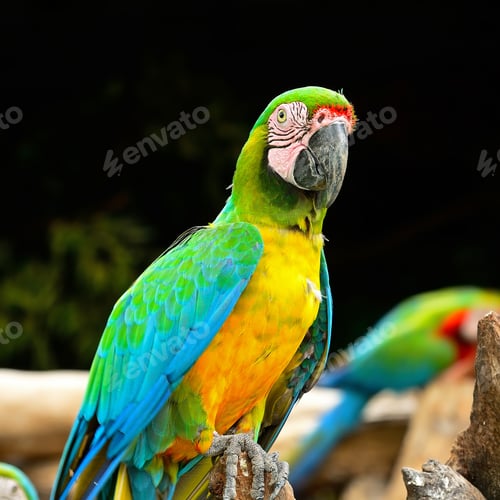 Preview: Harlequin Macaw