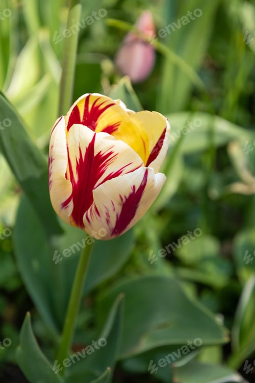 Preview: spring flower beds of blooming colorful pink purple tulips in a large park