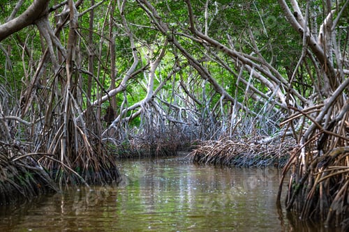Preview: Swamps and mangroves at Ria Celestun. Mexico
