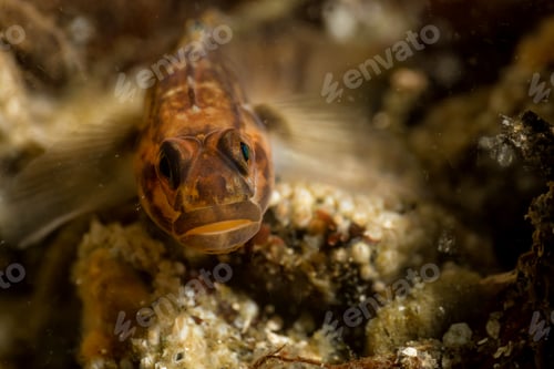 Preview: Underwater macro picture of a rock fish