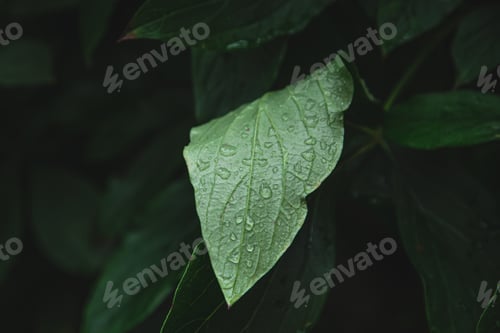 Preview: Close-up, a large green leaf in raindrops.