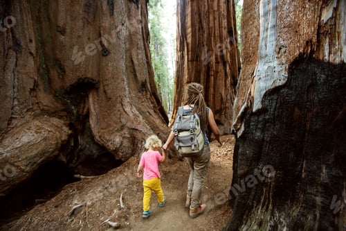 Preview: Family With Boy Visit Sequoia National Park In California, Usa
