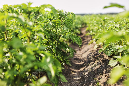 Preview: Young potato plant growing on the soil.Potato bush in the garden.Healthy young potato plant in