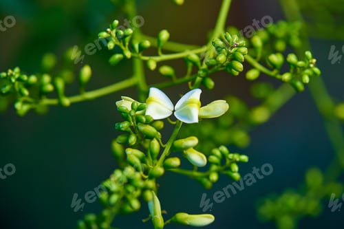 Preview: Blooming spring tree