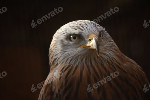 Preview: bird, nature, animal, eagle, beak, eye, feather, predator, portrait, raptor, prey, wild, wildlife, m