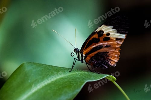 Preview: Vibrant orange and black butterfly is perched on a lush green leaf