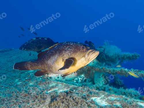 Preview: Big dusky Mediterranean grouper