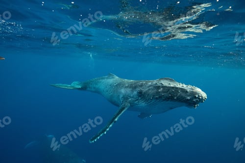 Preview: Beautiful underwater shot of a humpback whale swimming near the surface