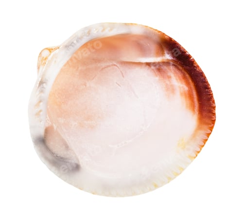 Preview: empty seashell of clam isolated on white