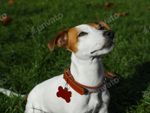 Preview: Beautiful Jack Russell Terrier in dog collar with tag on green grass outdoors