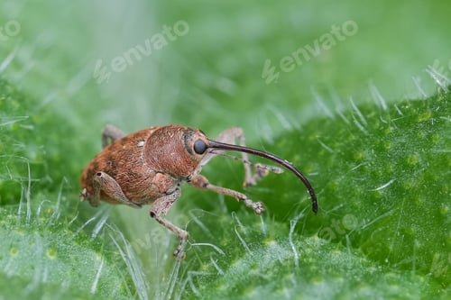 Preview: Closeup on a small European carpophagus weevil beetle, Curculio glandium sitting on a thistle leaf