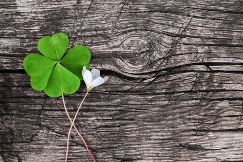 Preview: Four leaf clover and tiny white flower on gray textured old wooden background