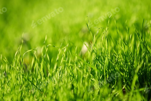 Preview: Fresh green grass close up, selective focus
