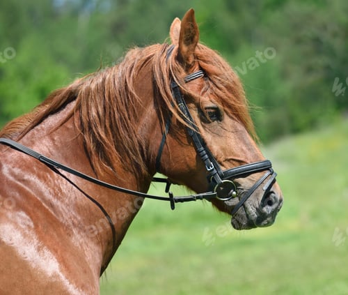 Preview: Profile portrait of horse