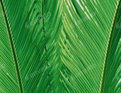 Preview: Leaf