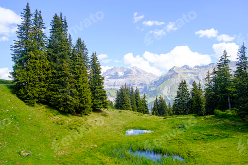 Preview: View of a green valley in between the mountains full of many pine trees