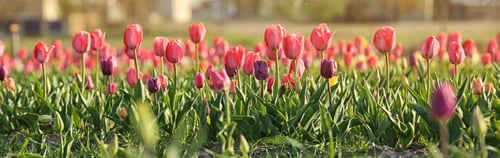 Preview: Field with fresh beautiful tulips. Blooming flowers