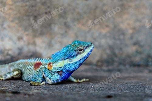 Preview: Blue Chameleon