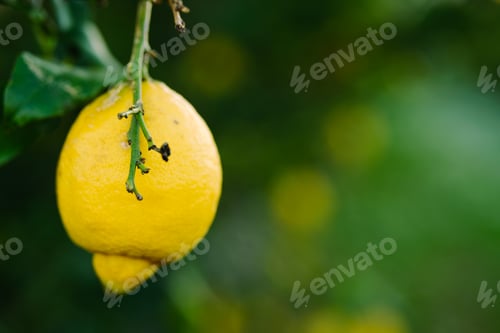 Preview: Lemon located at the end of the lemon tree branch.