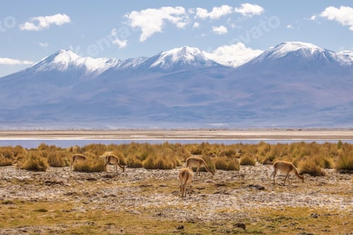 Preview: Guanacos by the mountain