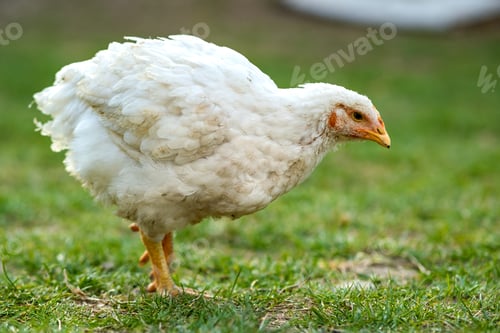 Preview: Hen feed on traditional rural barnyard. Close up of chicken standing on barn yard with green grass