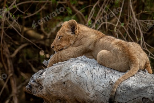 Preview: Lion cub laying on a fallen tree.