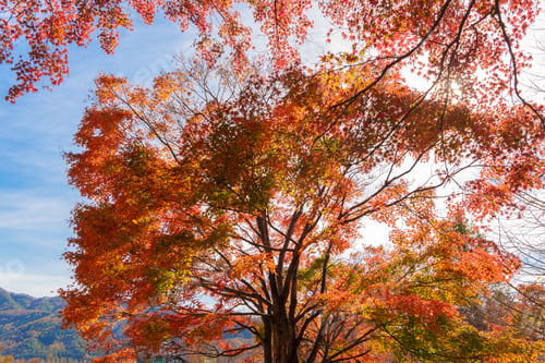 Preview: Red maple leaves or fall foliage in colorful autumn season, Yamanashi. Five lakes. Trees in Japan