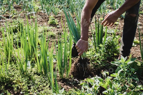 Preview: Farmer standing in a field harvesting spring onions.