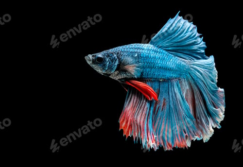 Preview: Colorful with main color of blue betta fish, Siamese fighting fish