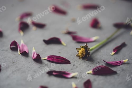 Preview: Closeup of the scattered flower petals by a flower on a grey surface - heartbreak