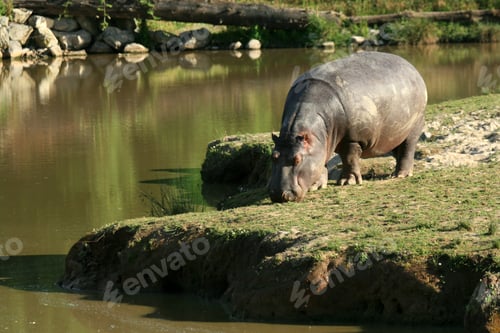 Preview: Hippo , Canada