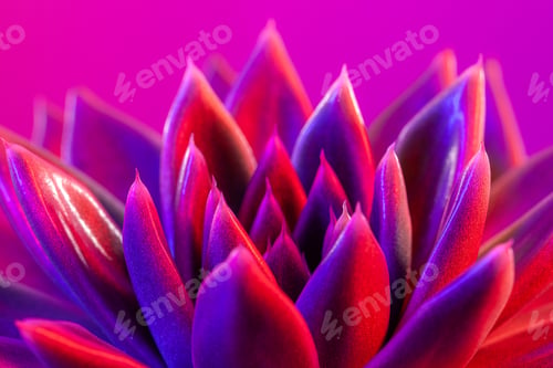 Preview: Close-up of a green agavoides echeveria flower on a vibrant dark pink background.