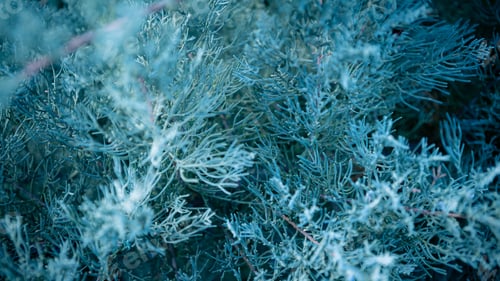 Preview: Blue juniper creeping shrub background. Branch close up of horizontalis bush.