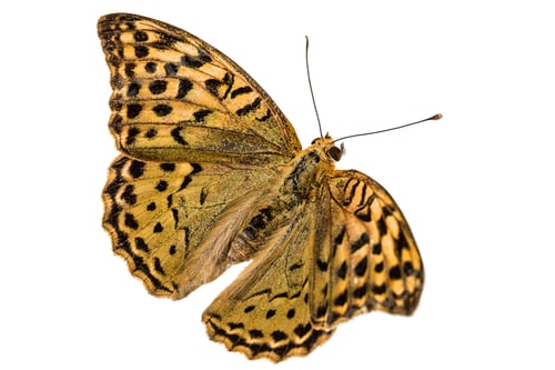 Preview: Butterfly Silver-Washed fritillary, lat. Argynnis paphia, isolated on white background