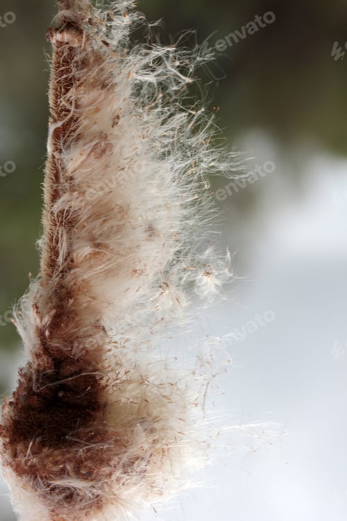 Preview: Portrait close-up of ripe reed cobs with seeds loosening in the wind