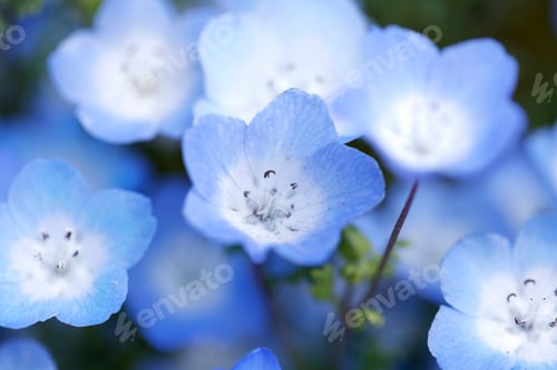 Preview: Nemophila Flowers in Full Bloom in Japan