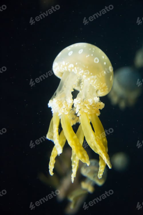 Preview: Jellyfish