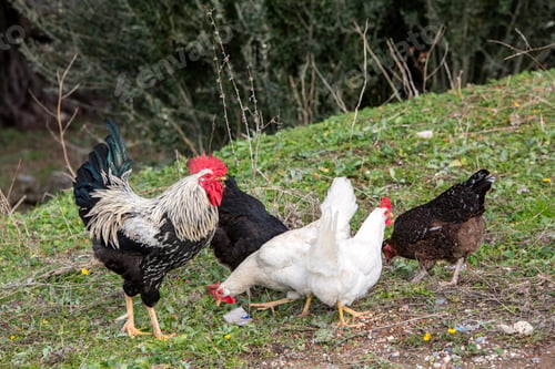 Preview: Rooster and Chickens. Free Range Cock and Hens