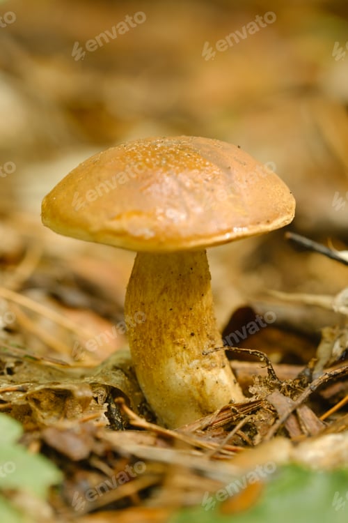Preview: A white mushroom growing in the forest. Boletus mushroom in the wild forest