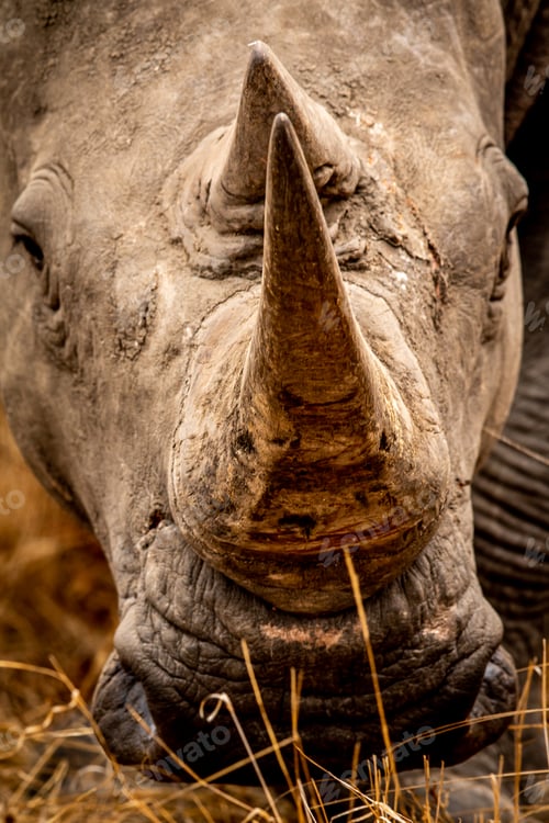 Preview: Close up of the horn of a White rhino.