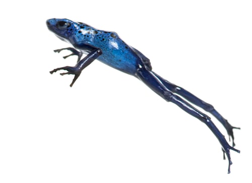 Preview: Blue poison dart frog jumping, Dendrobates tinctorius azureus, isolated on white