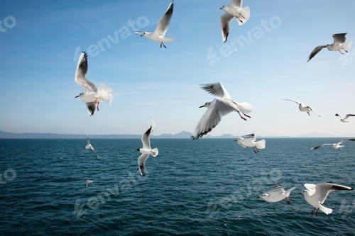Preview: Seagulls flying over sea