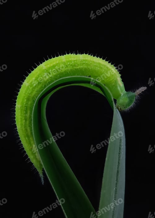Preview: Caterpillar