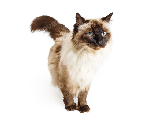 Preview: Ragdoll Cat Over White