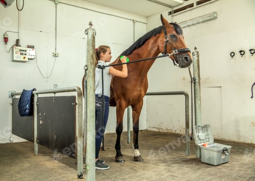 Preview: Closeup shot of a Slovenian girl taking care of her horse